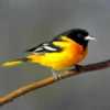 Oriole Bird Sounds